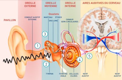 Le son l’oreille et le cerveau